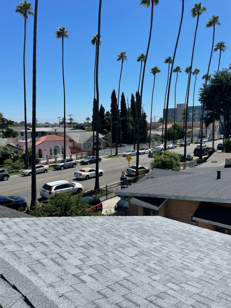 A view of palm trees and houses from the roof.